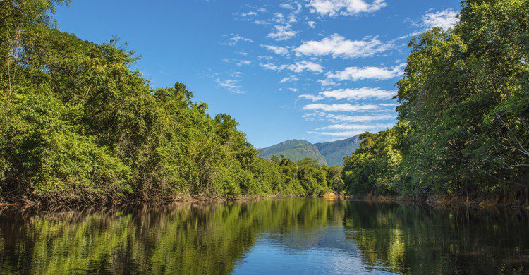 Selva amazónica (iStock)