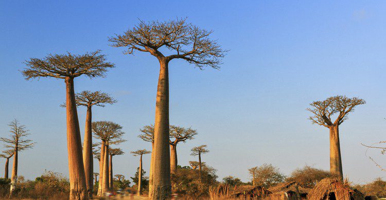 Madagascar (iStock)