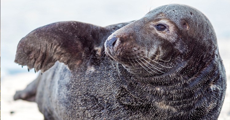 chulo / bonito / hermoso (Istock)
