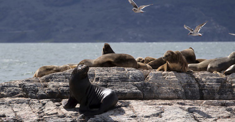 Leones marinos en las proximidades de Ushuaia. S_Lew (iStock)
