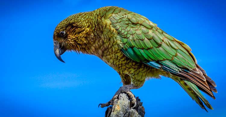 El kea es un ave que destaca por su inteligencia (iStock)