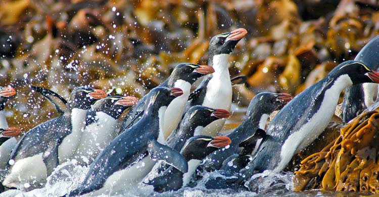 El reino animal, protagonista en Nueva Zelanda (iStock)
