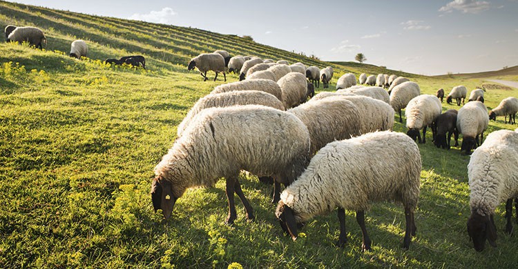 Dinamarca (iStock)