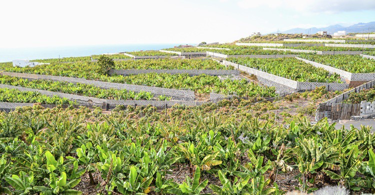Plantación de plátanos en Canarias. Underworld111 (iStock)