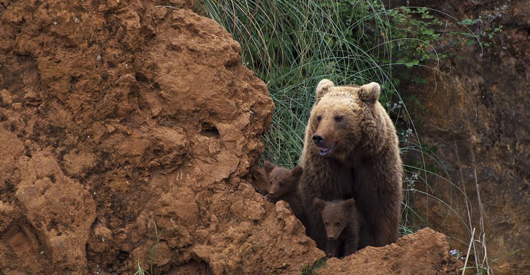 Oso pardo y sus crías en el Parque de Cabárceno (iStock)