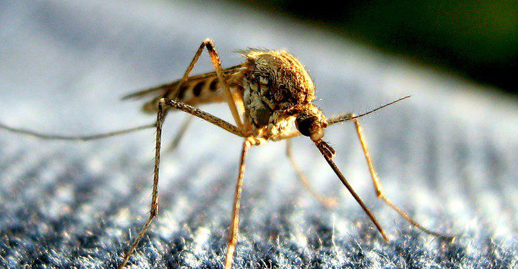 Mosquito. Tom (Flickr)