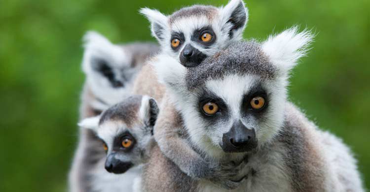 Los lémures son la especie endémica más conocida de Madagascar (iStock)