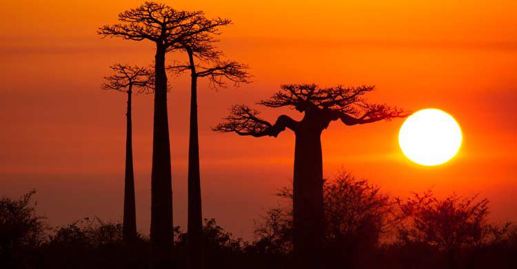 Madagascar es conocida como la Gran Isla Roja (iStock)