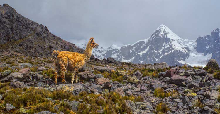 Ausangate es una montaña sagrada para la comunidad andina (iStock)