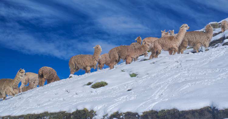 Las llamas y alpacas son unas habitantes más de este bonito lugar (iStock)