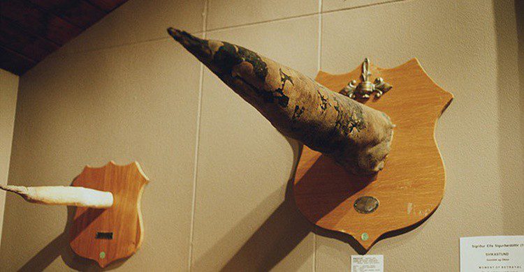 Imagen de uno de los penes expuestos más grandes (http://phallus.is/es/fotos.html).