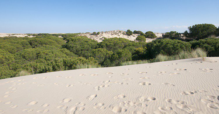Dunas en Doñana. Habari1 (iStock)