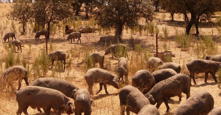 Piara de cerdos Ibéricos (Javier Ábalos Álvarez, Foter)