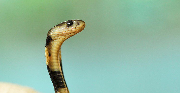 Cobra (Pixabay)