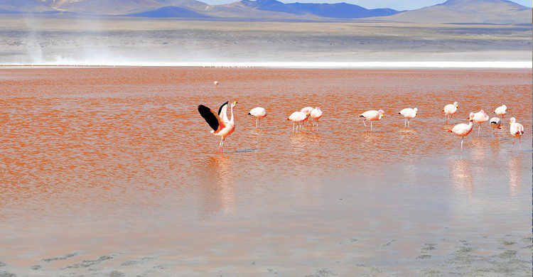 flamencos en la Laguna Colorada /Uyuni (Pixabay)
