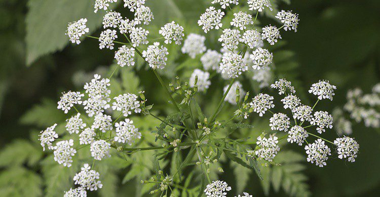 Flores de la cicuta. AlexStepanov (iStock)