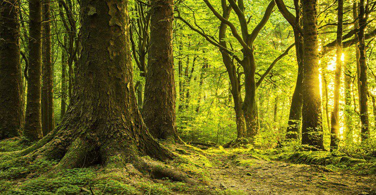 Bosque de Lancashire. Daniel_Kay (iStock)
