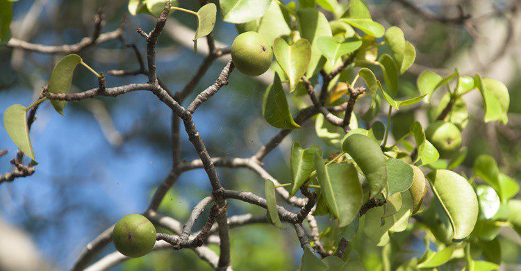 Frutos del manzanillo. CircleEyes (iStock)