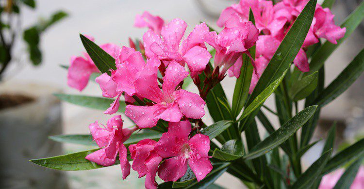 Flores de adelfa. Pookistock (iStock)