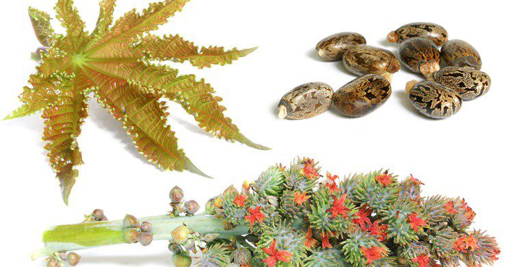 Hojas, flores y frutos de la llamada higuera infernal. Spanishalex (iStock)