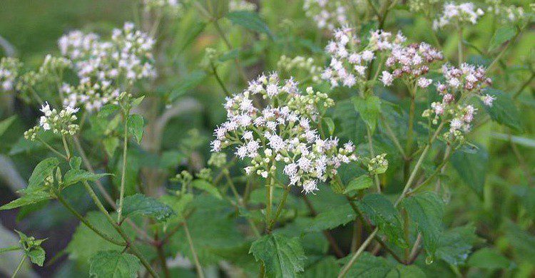 Ageratina altissima. CC BY-SA 3.0 (Wikipedia Creative Commons)