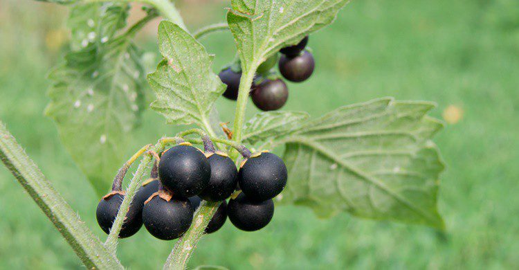 Atropa belladonna . Dadalia (iStock)