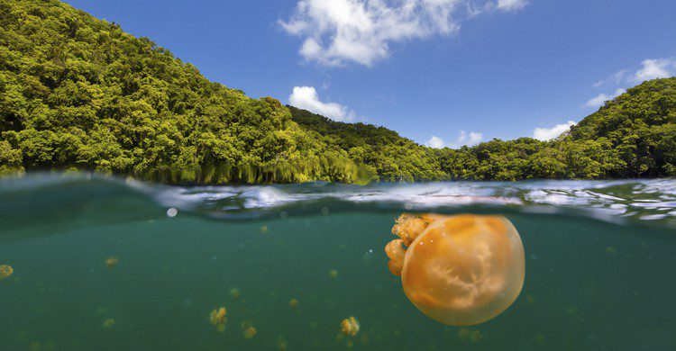 Medusa en el lago de Palaos (shalamov, iStock)