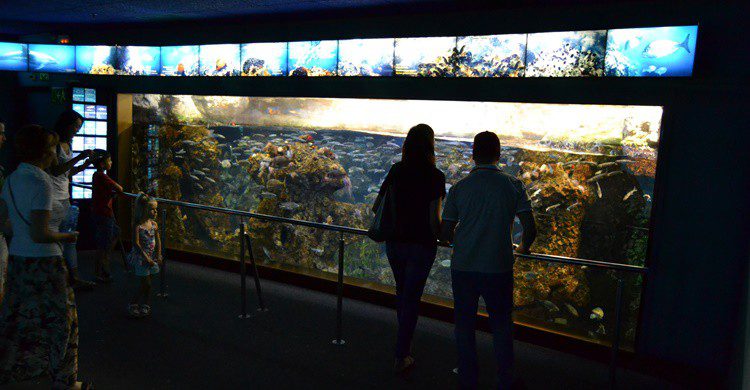 Aquarium de Barcelona. Emilio (Flickr)