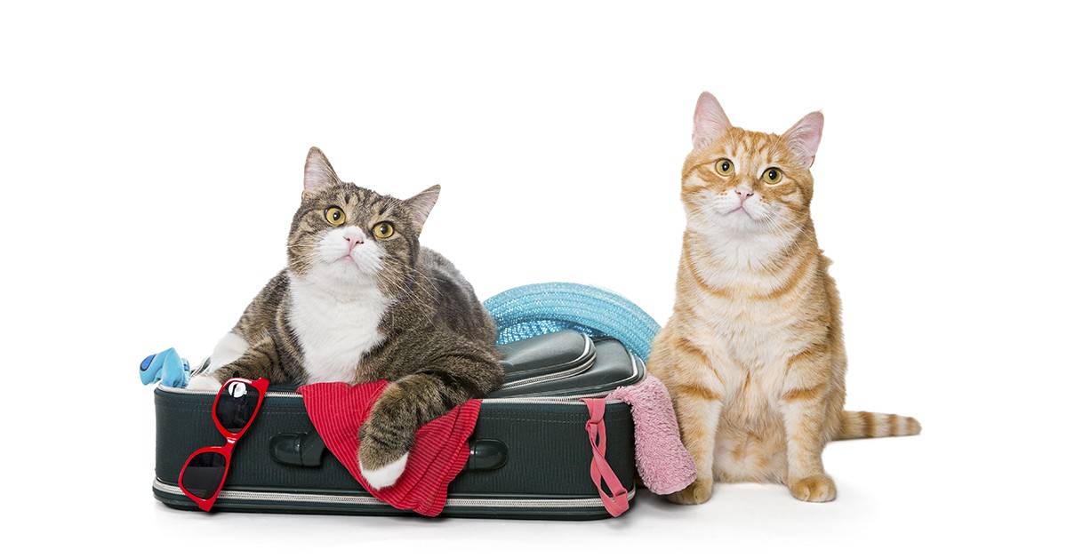 Gatos preparados para viajar (iStock)