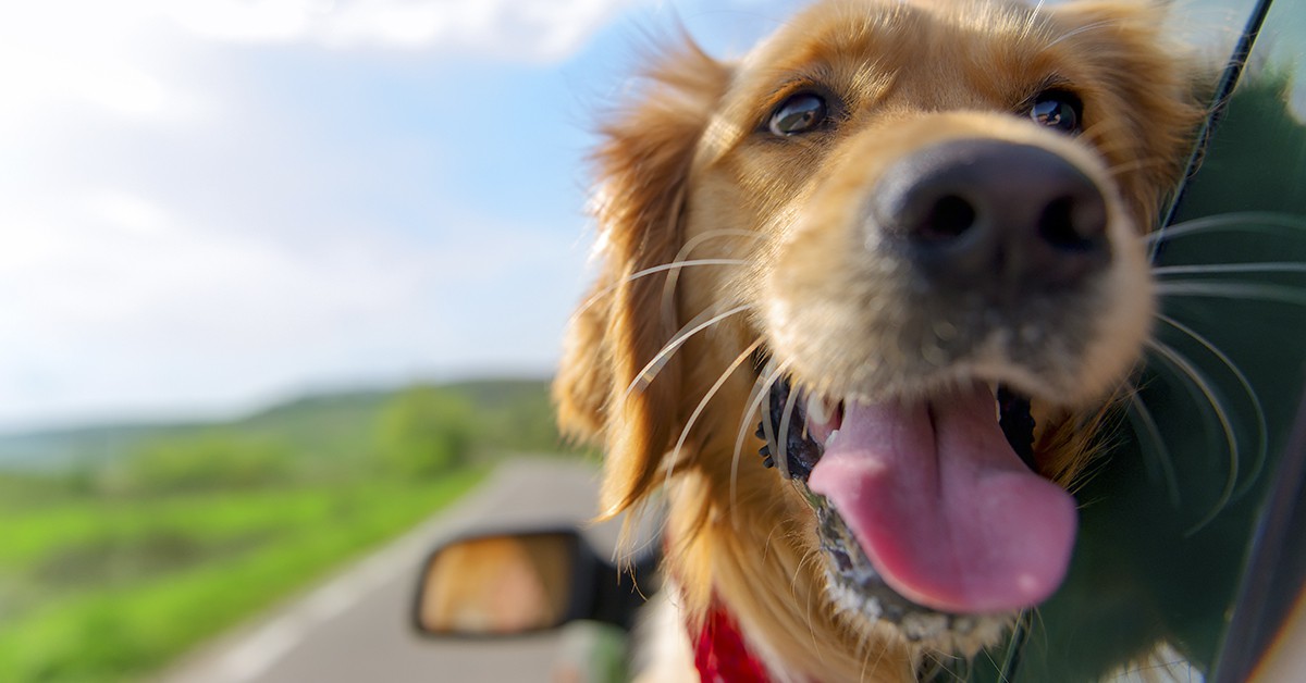 Golden Retriever mirando por la ventana de coche (iStock)