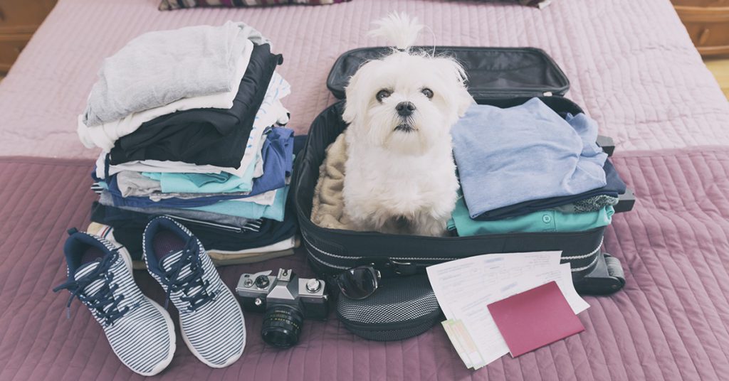 Sigue leyendo Consejos para que viajar con mascotas sea fácil y sencillo