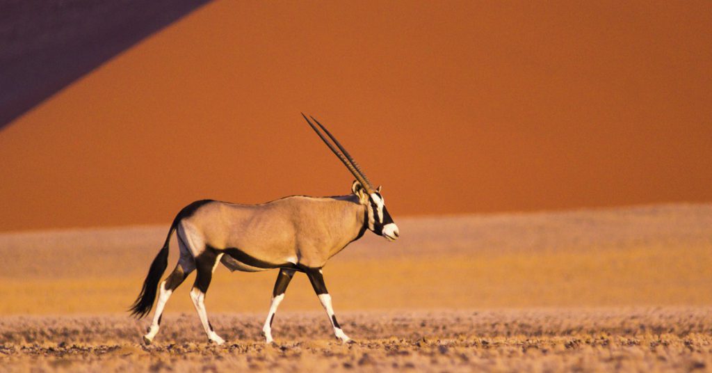 Sigue leyendo Namibia, el paraíso africano más desconocido