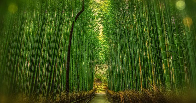 Paseo para ir en bici por Kyoto (Pixabay)