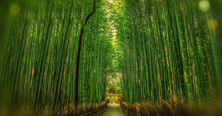 4. Kyoto