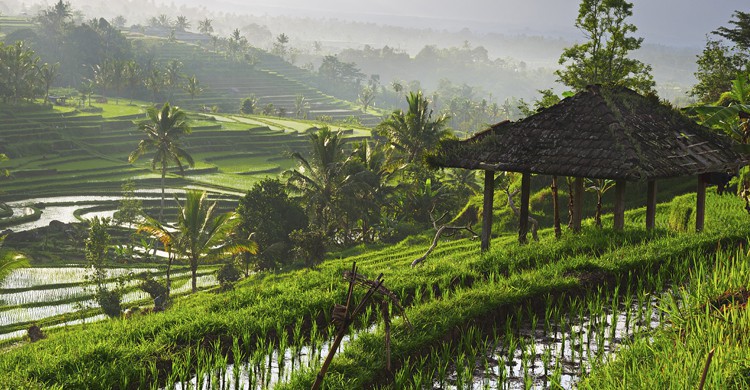 10. Arrozales de Ubud (Bali)