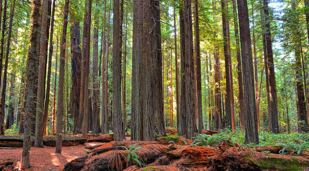 Los 10 bosques más espectaculares del mundo