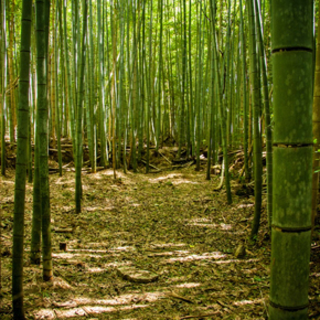 Sigue leyendo Los 9 bosques que te dejarán sin palabras