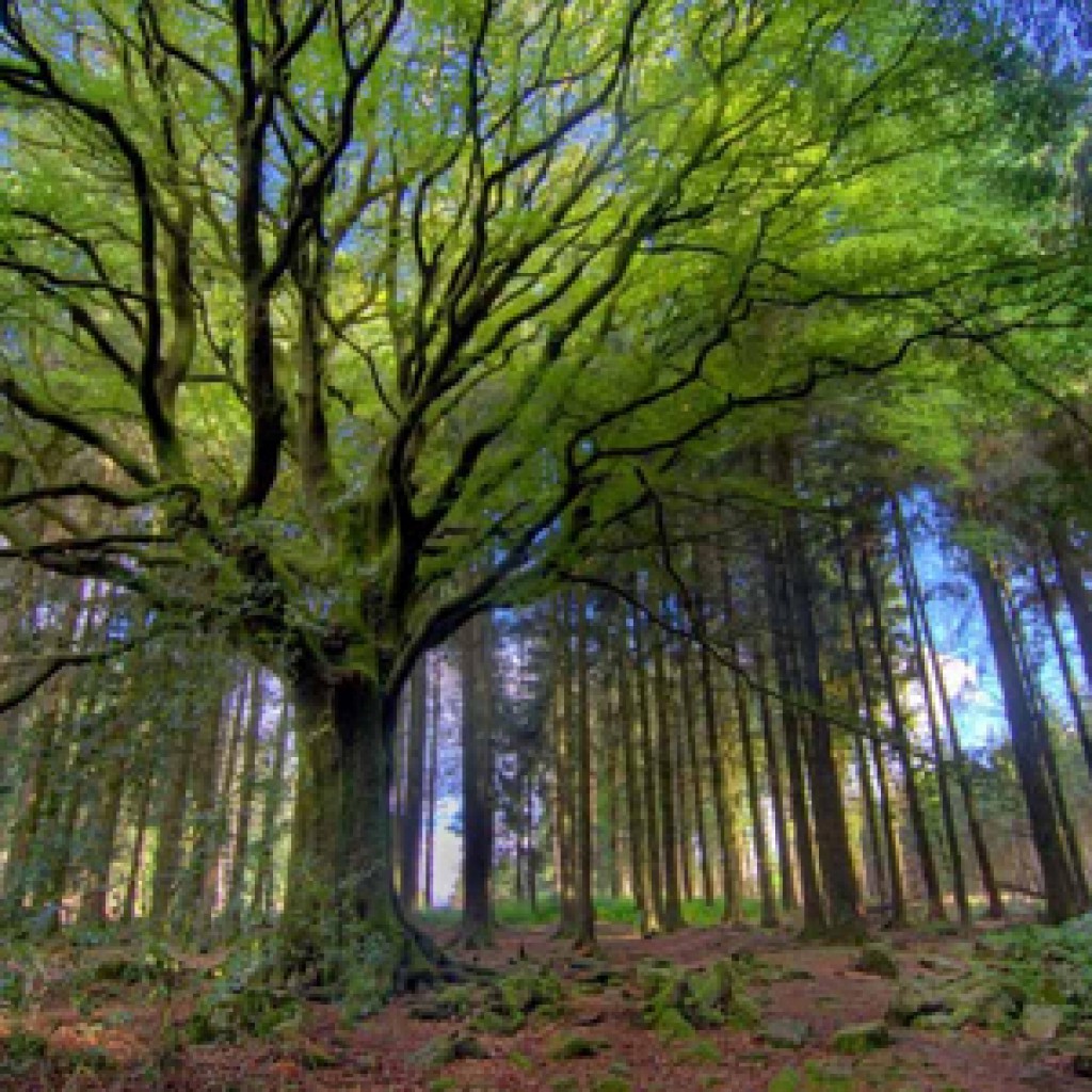 Broceliande / Philippe Manguin Photographies/Getty Images