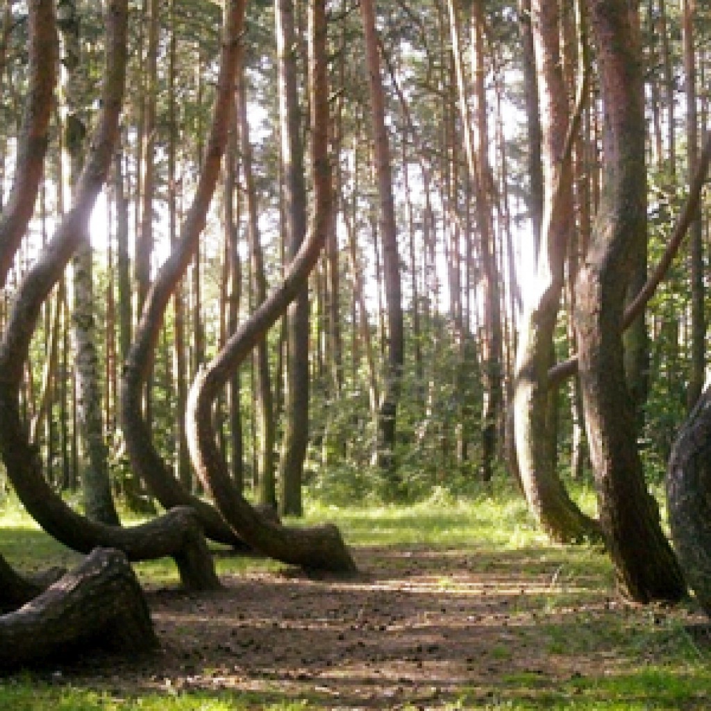 Crooked Forest / Foto: Asbb