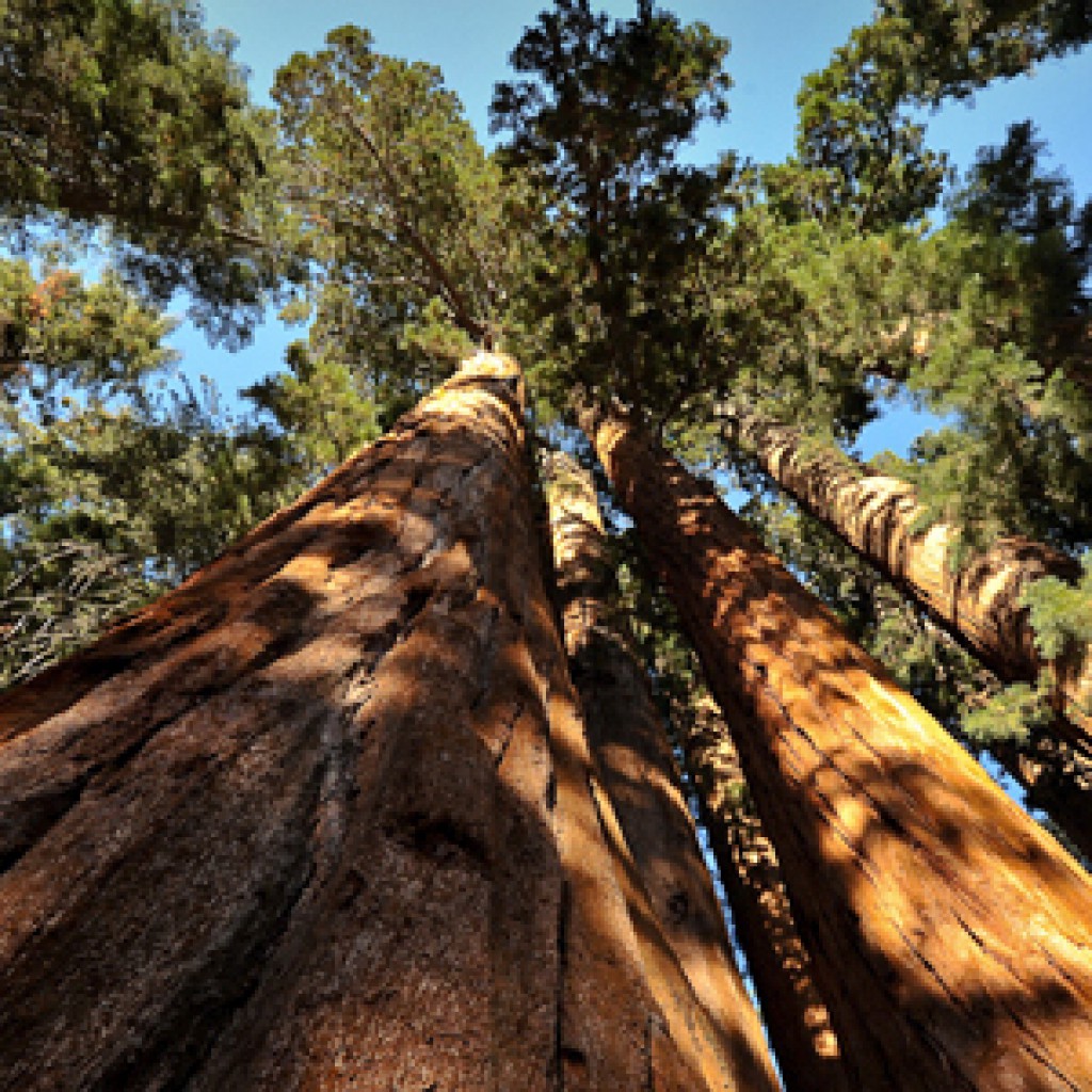 Giant Forest / Foto: bumeister1