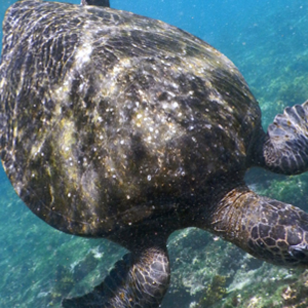 6. Islas Galápagos, Ecuador