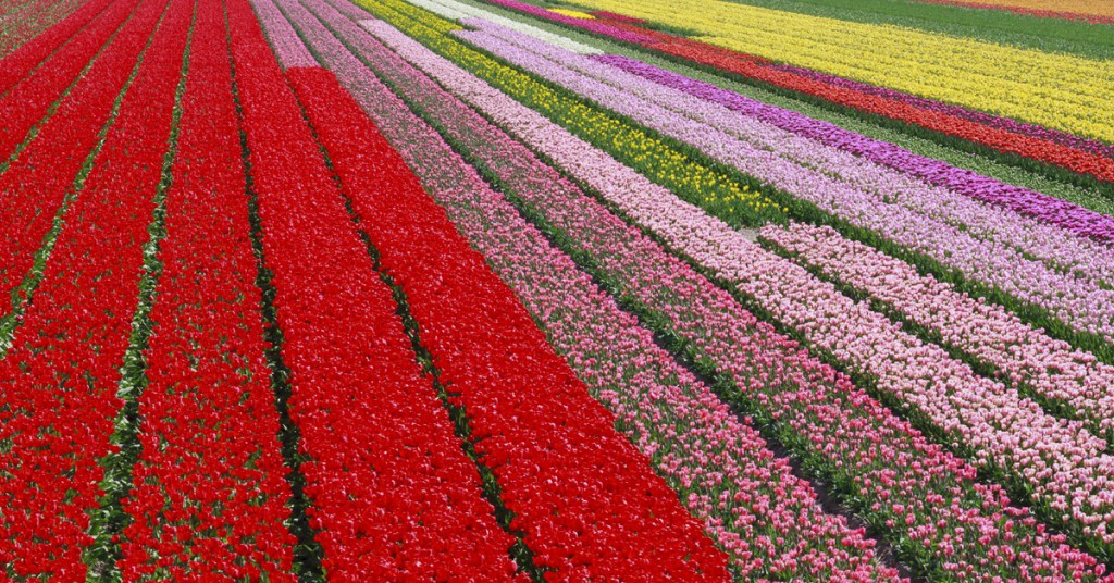 Sigue leyendo 7 Jardines más bellos del mundo