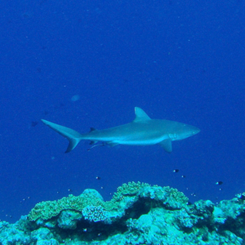 10. Palau, Micronesia