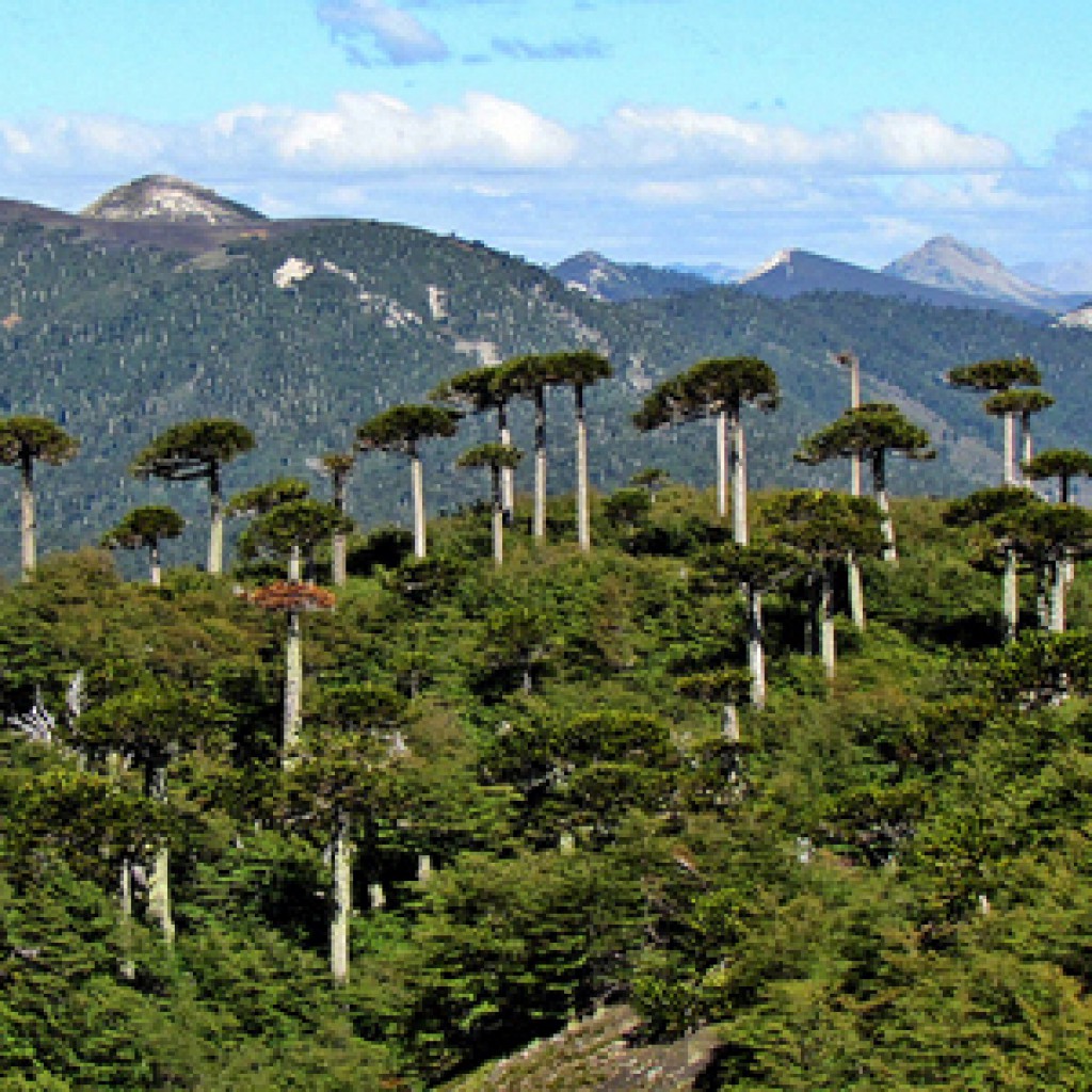 Parque Nacional de Conguillío / Foto: xerofito