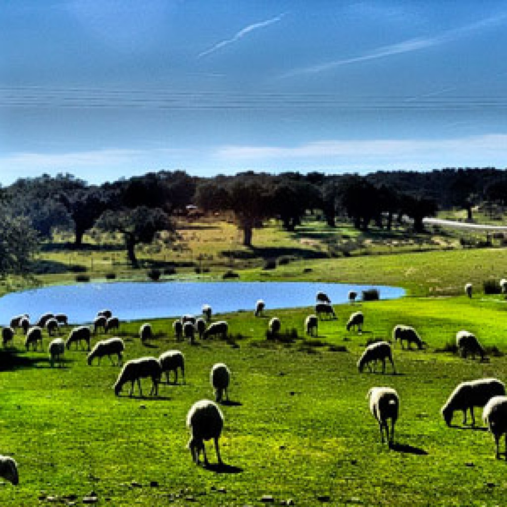 Foto: Cotallo nonocot