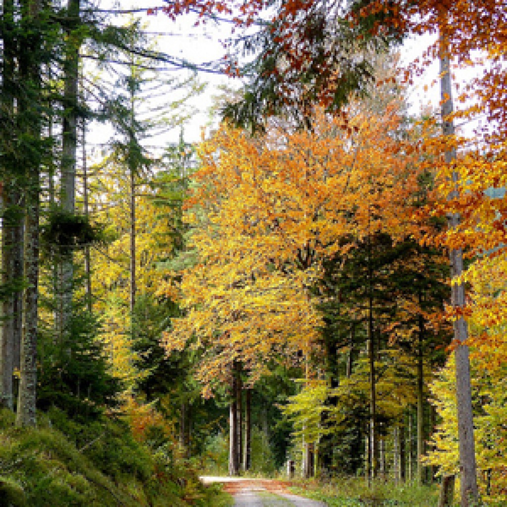Selva Negra / Foto: romanboed