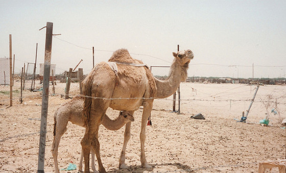 camello arabia saudi