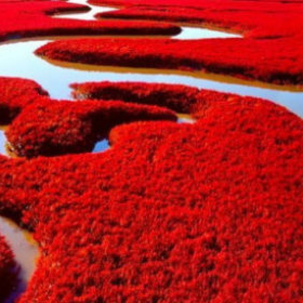 Sigue leyendo Los 3 secretos de una playa roja (Panjin, China)
