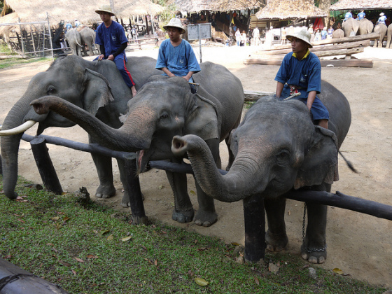 elefante tailandia 