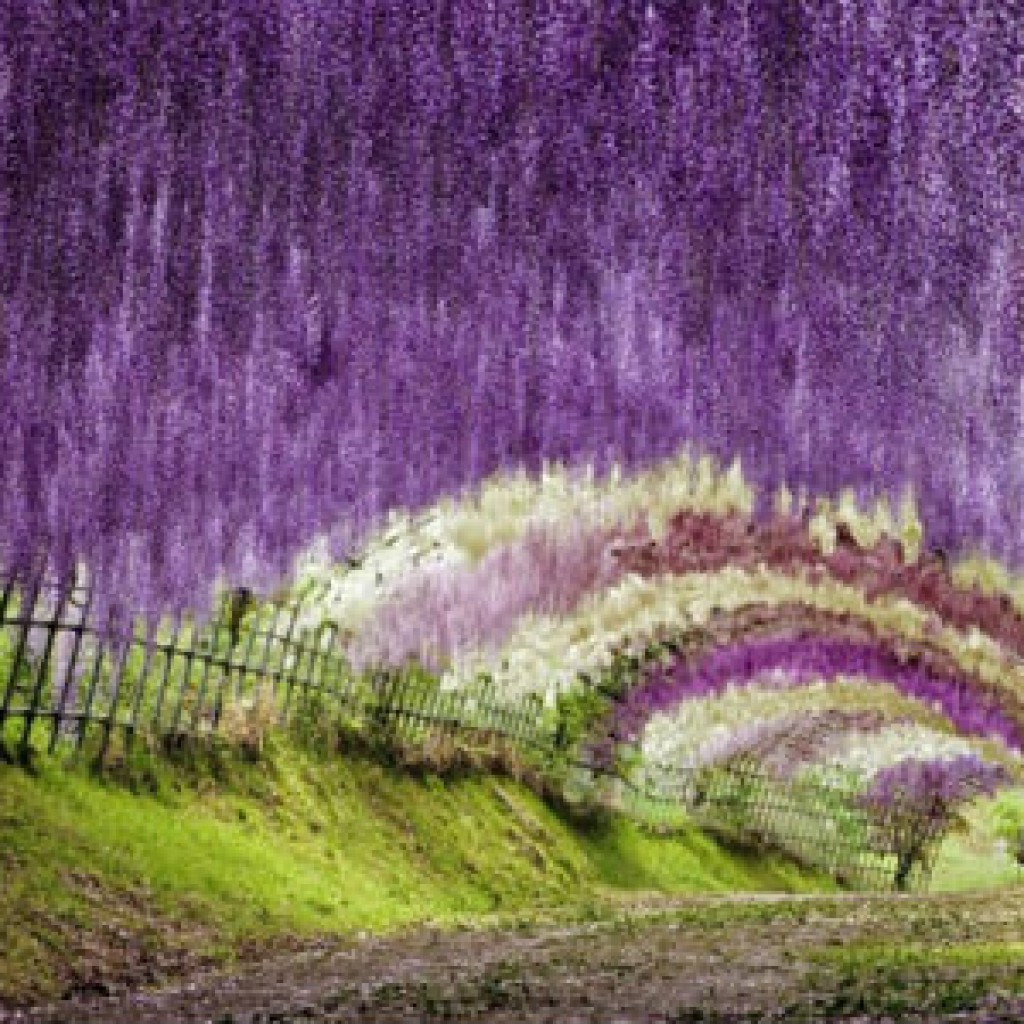 kawachi-fuji
